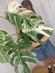 Monstera Variegata (zum aussuchen)