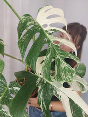 Monstera Variegata (zum aussuchen)
