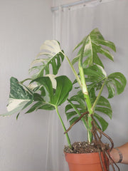 Monstera Variegata (zum aussuchen)