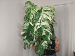 Monstera Variegata buschig
