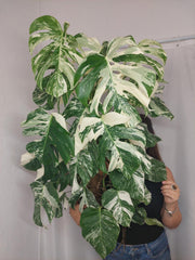 Monstera Variegata buschig