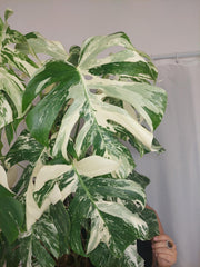 Monstera Variegata buschig