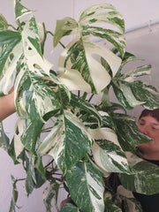 Monstera Variegata buschig