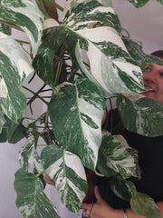 Monstera Variegata buschig