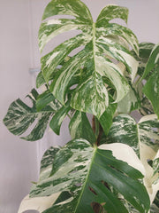 Monstera Variegata buschig
