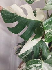 Monstera Variegata buschig