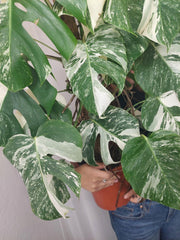 Monstera Variegata buschig