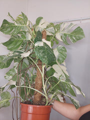 Monstera Variegata buschig