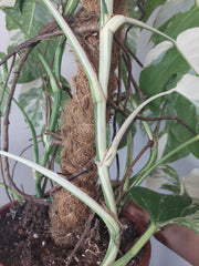 Monstera Variegata buschig