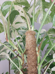 Monstera Variegata buschig