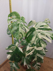 Monstera Variegata buschig