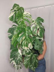 Monstera Variegata buschig