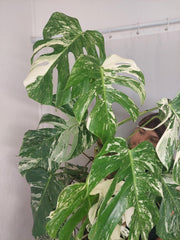 Monstera Variegata buschig