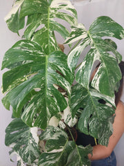 Monstera Variegata buschig