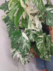Monstera Variegata buschig