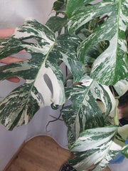 Monstera Variegata buschig