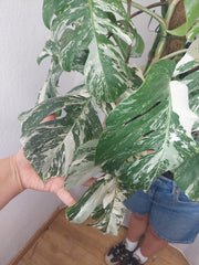 Monstera Variegata buschig