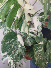 Monstera Variegata buschig