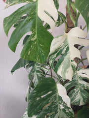 Monstera Variegata buschig