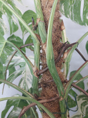 Monstera Variegata buschig