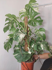Monstera Variegata buschig