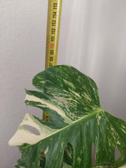 Monstera Variegata buschig