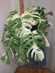 Monstera Variegata buschig