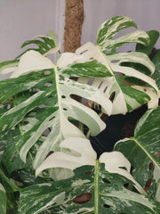 Monstera Variegata buschig
