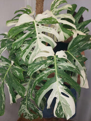 Monstera Variegata buschig