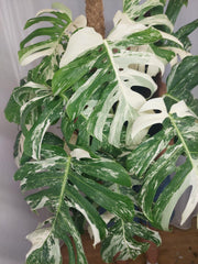 Monstera Variegata buschig
