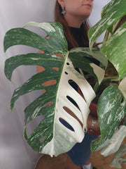 Monstera Variegata buschig