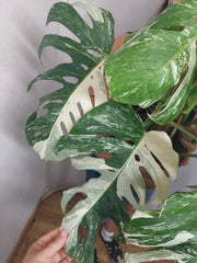 Monstera Variegata buschig