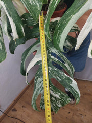 Monstera Variegata buschig