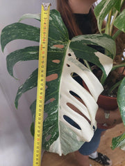 Monstera Variegata buschig