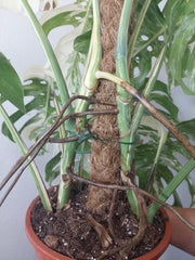 Monstera Variegata buschig