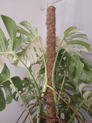 Monstera Variegata buschig