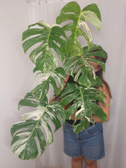 Monstera Variegata Adult
