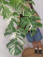 Monstera Variegata Adult