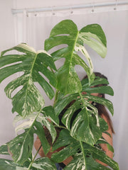 Monstera Variegata Adult