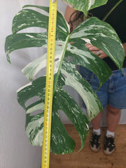 Monstera Variegata Adult