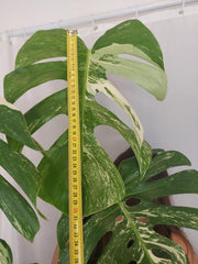 Monstera Variegata Adult