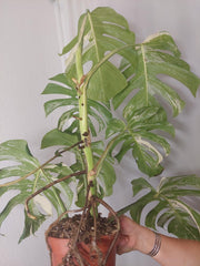 Monstera Variegata Adult