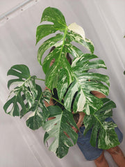 Monstera Variegata Adult