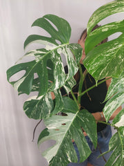 Monstera Variegata Adult