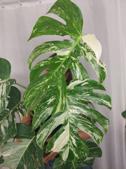 Monstera Variegata Adult
