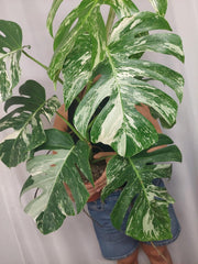 Monstera Variegata Adult