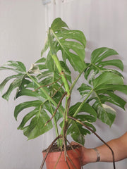 Monstera Variegata Adult