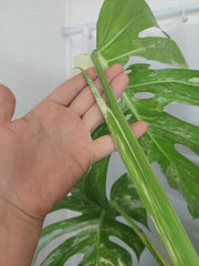 Monstera Variegata Adult