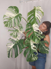 Monstera Variegata Adult
