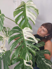 Monstera Variegata Adult